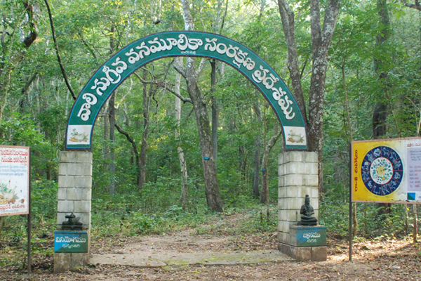 Maredumilli Vali Sugriva Medicinal Plants